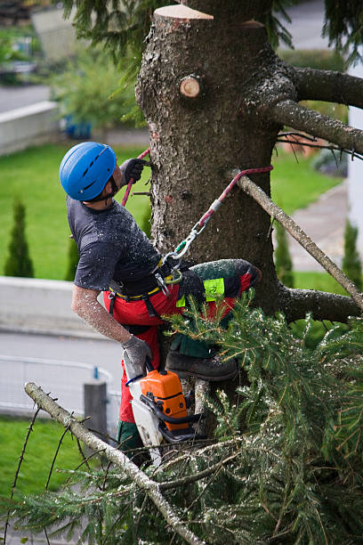 Lawn Drainage Solutions in Muse, PA