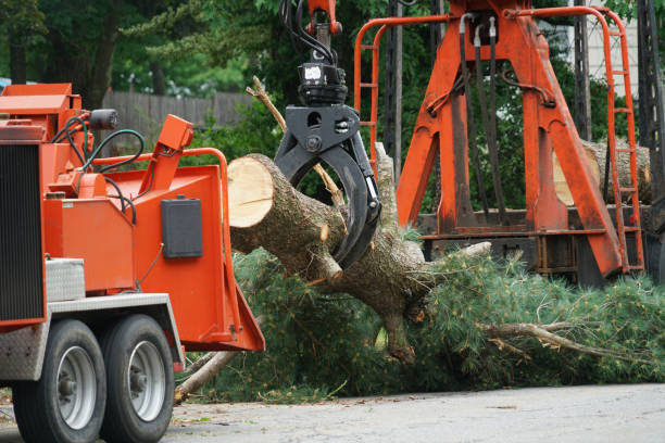 How Our Tree Care Process Works  in Muse, PA